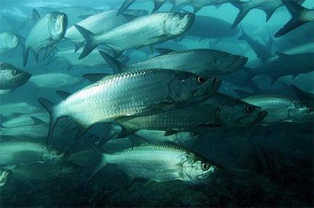 Рыбалка в водоемах Каньо Негро и на озере Ареналь - Фотографии
