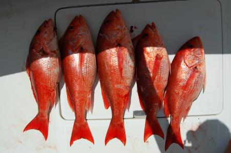 Рыбалка в Тортугеро и Гольфито - Фотографии